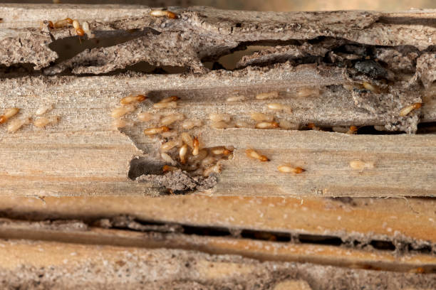 Best Affordable Pest Control Services  in West Brownsville, PA