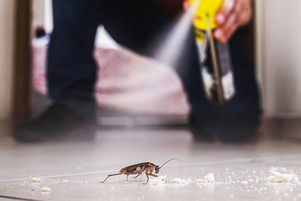 Wasp Removal Services in West Brownsville, PA